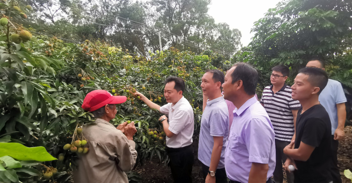 化州楊梅百萬(wàn)斤荔枝上市，珠海駐鎮幫扶工作隊賣(mài)果忙